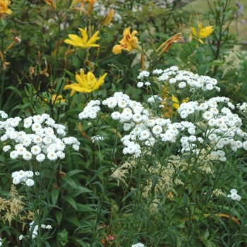 Achillea ptarmica - 'The Pearl' Sneezewort