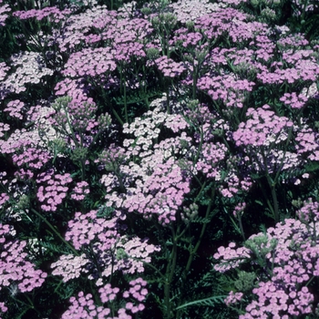 Achillea millefolium - 'Lilac Beauty' Yarrow