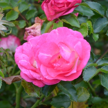 Rosa 'BAIset' PP16770 - Easy Elegance&reg; 'Sunrise Sunset' Rose 