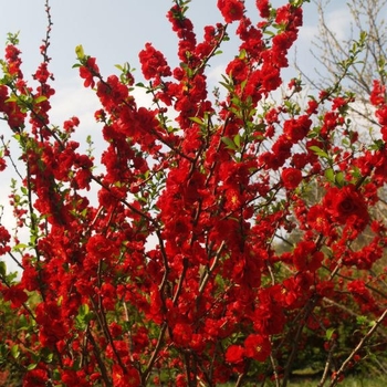 Chaenomeles speciosa Flowering Quince - Double Take Scarlet&trade;