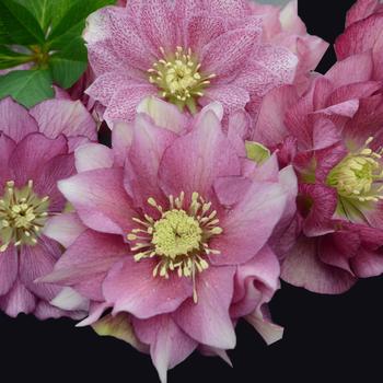 Helleborus (Lenten Rose) - Wedding Party&reg; 'Maid of Honor'