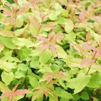 Diervilla - 'Kodiak Fresh&reg;' Bush Honeysuckle