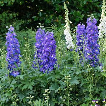 Delphinium x - Delgenius&trade; 'Glitzy'