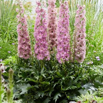 Delphinium x - Delgenius&trade; 'Juliet'