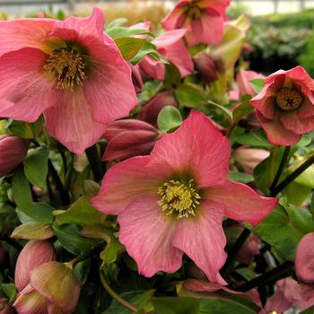 Helleborus (Lenten Rose) - Walberton's&reg; 'Rosemary'