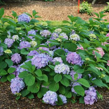 Continuous Blooming Hydrangea - Let's Dance Sky View&reg;