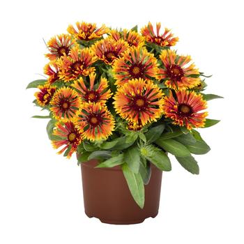 Gaillardia (Blanket Flower) - SpinTop&trade; 'Mariach Copper Sun' 