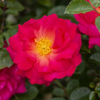 Rosa - Highwire Flyer&trade; Climbing Rose