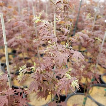 Acer palmatum - 'Cider Hill' Japanese Maple