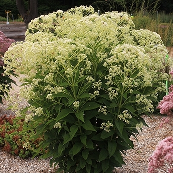 Eupatorium - Monarch Madness&reg; White Joe Pye Weed
