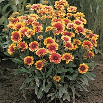 Gaillardia x grandiflora - 'Goblin' Blanket Flower