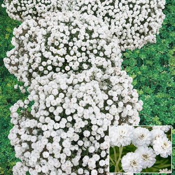 Achillea ptarmica - 'Diadem' Yarrow