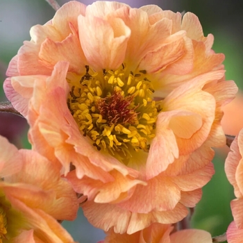 Geum - Cocktails&trade; 'Mai Tai'