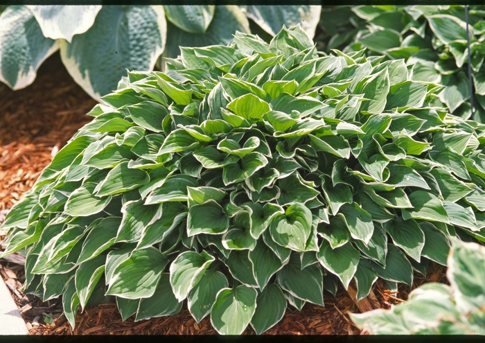 Plantain-Lily - Hosta 'Allan P. McConnell' from EC Browns Nursery
