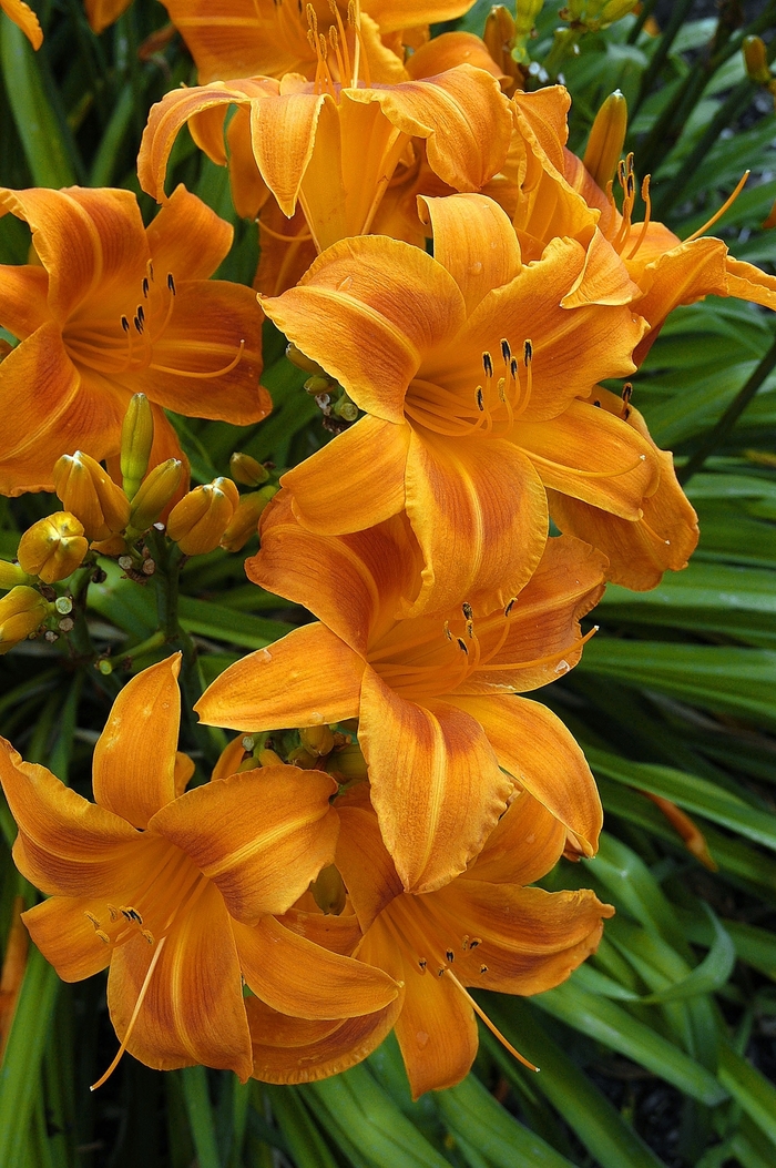 Daylily - Hemerocallis 'Rocket City' from EC Browns Nursery
