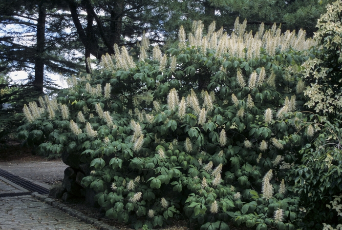 Ohio Buckeye - Aesculus glabra from EC Browns Nursery