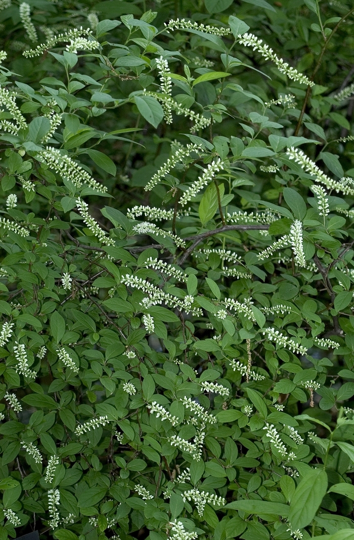 Sweetspire - Itea virginica from EC Browns Nursery