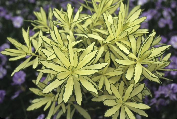 Variegated Daphne - Daphne burkwoodii 'Briggs Moonlight' from EC Browns Nursery