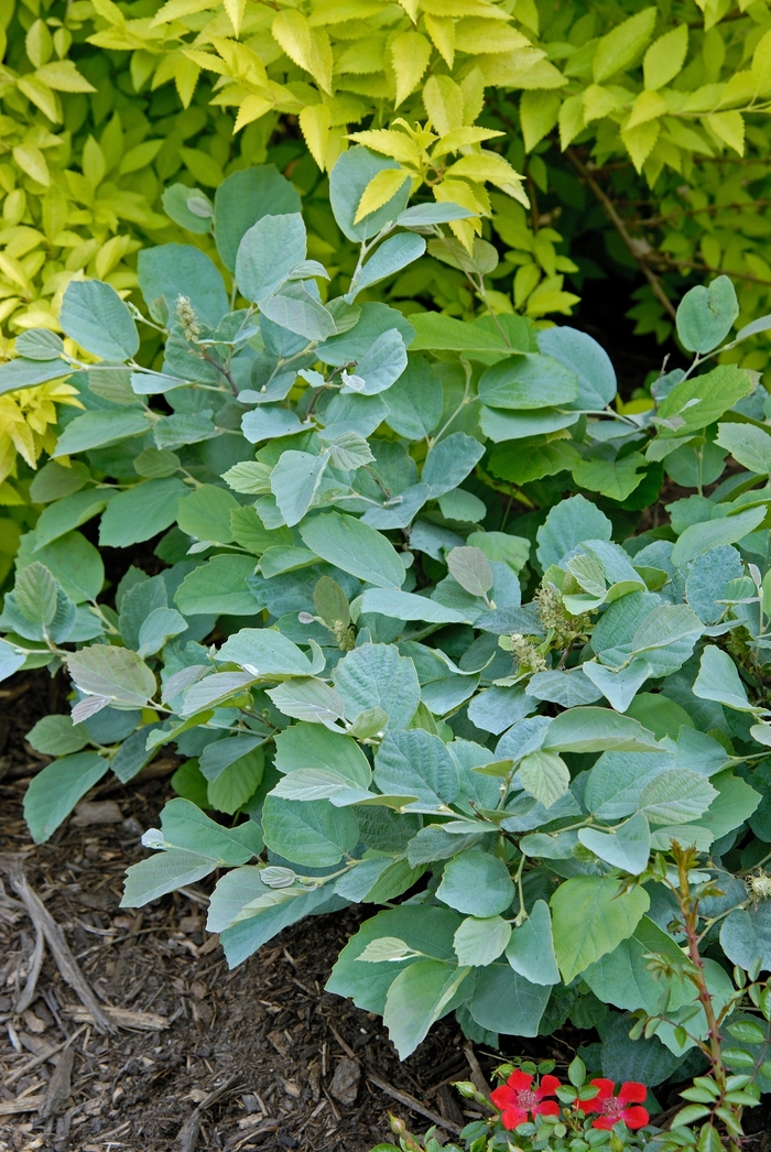 Fothergilla - Fothergilla major 'Blue Shadow' from EC Browns Nursery