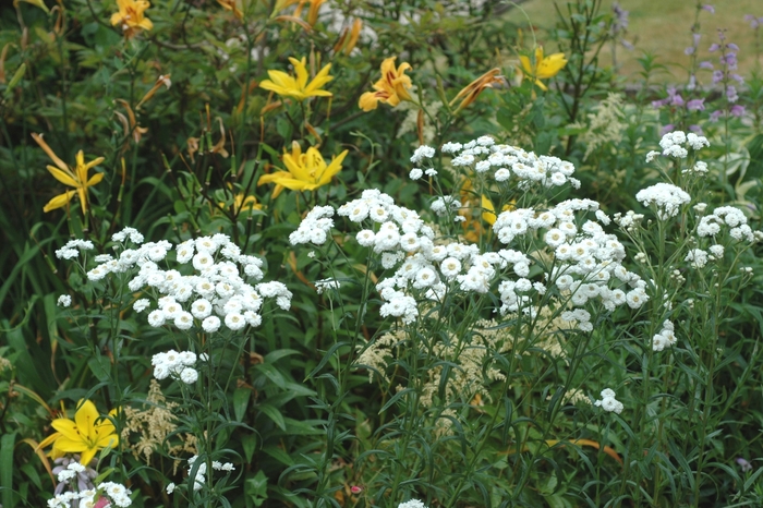'The Pearl' Sneezewort - Achillea ptarmica from EC Browns Nursery