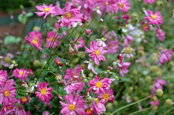 Japanese anemone - Anemone x hybrida 'Pamina' from EC Browns Nursery