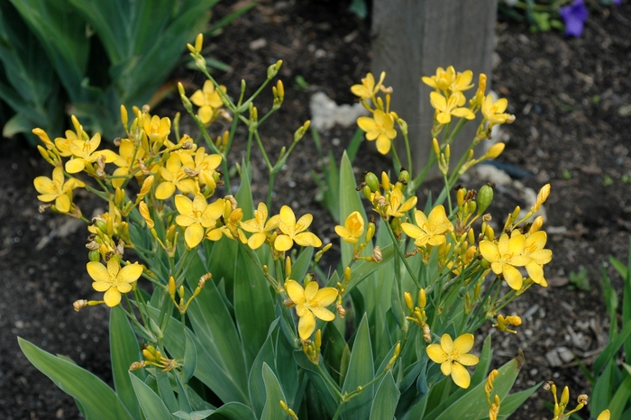 Blackberry Lily - Belamcanda flabellata 'Hello Yellow' from EC Browns Nursery