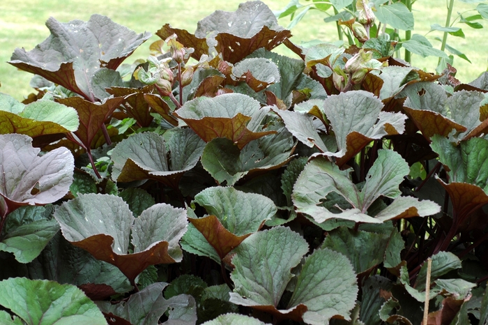 Big Leaf Ligularia - Ligularia dentata 'Othello' from EC Browns Nursery