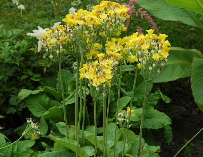 Primrose - Primula 'Sunset Shades' from EC Browns Nursery