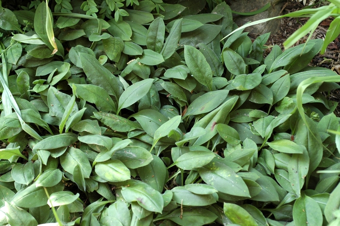 Lungwort - Pulmonaria angustifolia from EC Browns Nursery