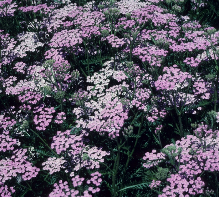 'Lilac Beauty' Yarrow - Achillea millefolium from EC Browns Nursery