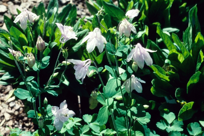 Granny's Bonnet - Aquilegia vulgaris from EC Browns Nursery