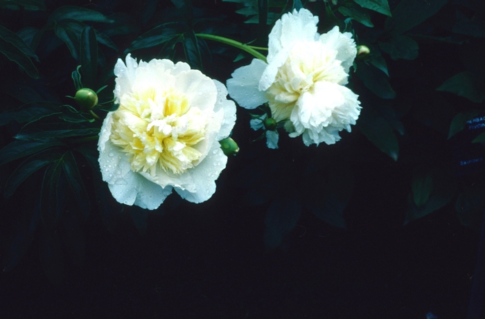 Honey Gold Peony - Paeonia lactiflora 'Honey Gold' (Peony) from EC Browns Nursery