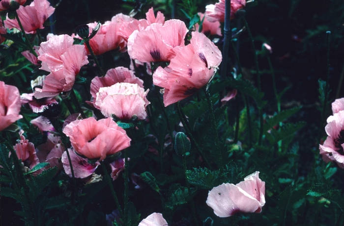 'Mrs Perry' Oriental poppy - Papaver orientale from EC Browns Nursery