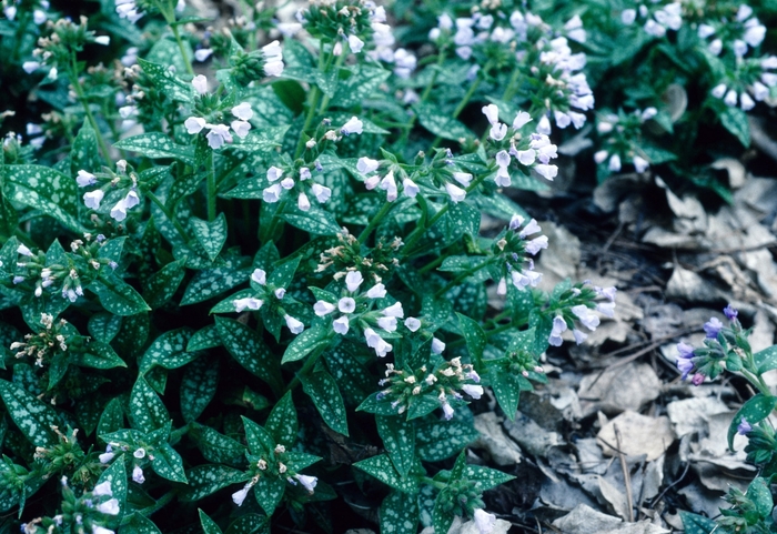 Lungwort - Pulmonaria saccharata 'Mrs Moon' from EC Browns Nursery