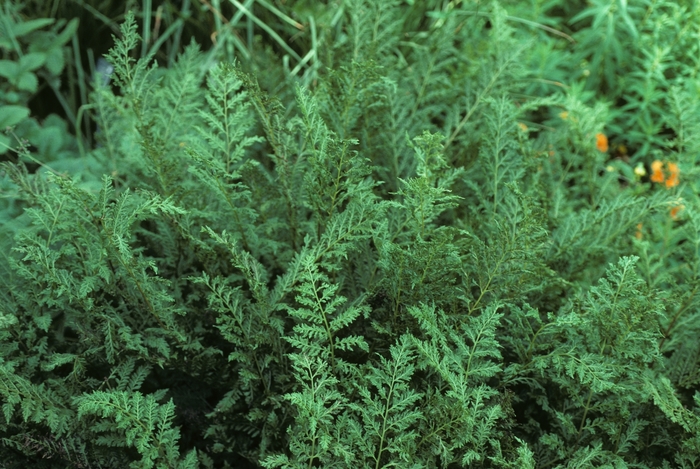 'Victoriae' - Athyrium filix-femina from EC Browns Nursery