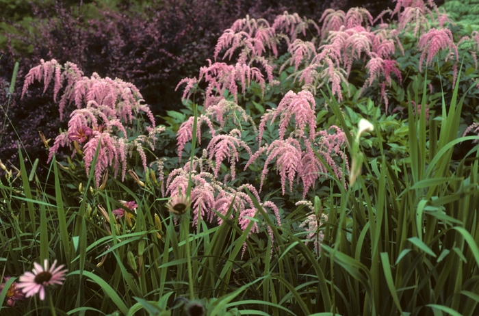 Astilbe - Astilbe x thunbergii 'Ostrich Plume(Straussenfeder)' from EC Browns Nursery