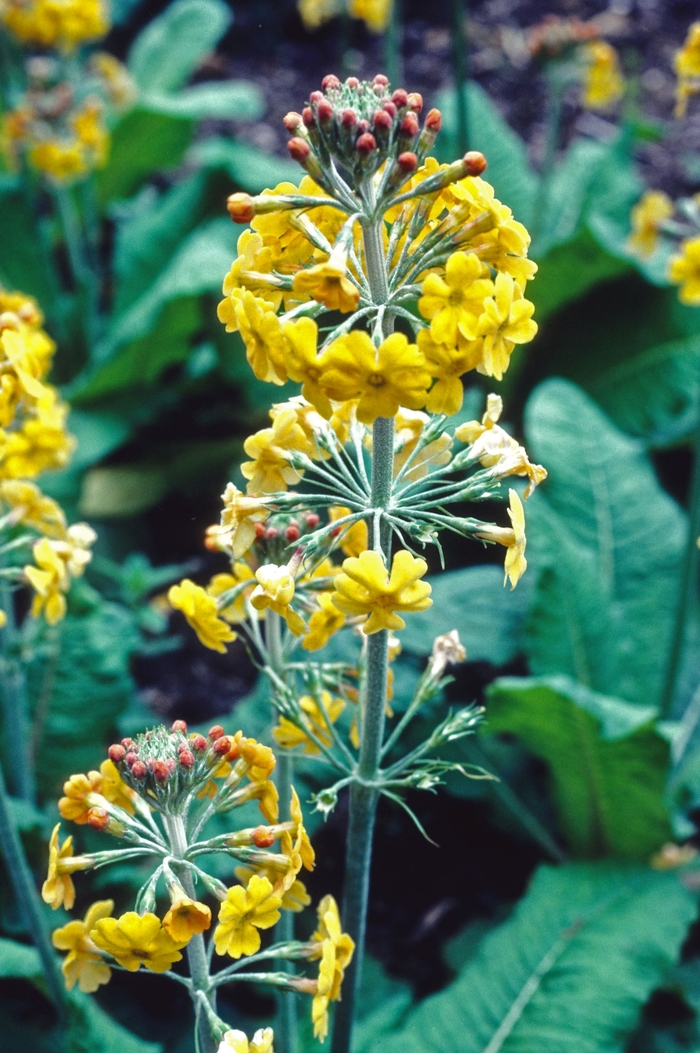 Primrose - Primula bulleyana from EC Browns Nursery