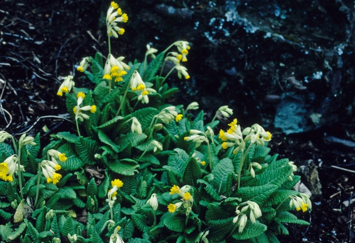 Primrose - Primula veris from EC Browns Nursery