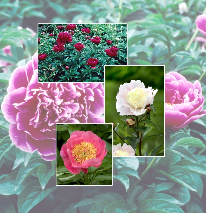 Multiple Varieties - Paeonia from EC Browns Nursery