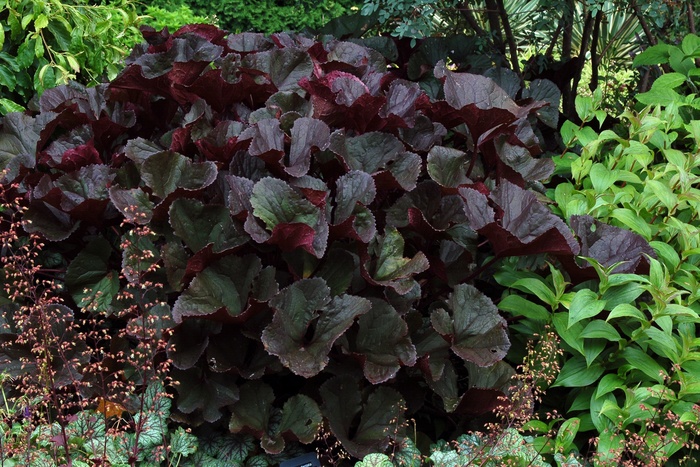 Bigleaf Goldenray - Ligularia dentata 'Britt Marie Crawford' from EC Browns Nursery