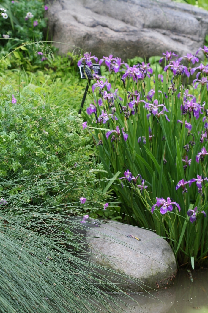 Blue Flag - Iris versicolor from EC Browns Nursery