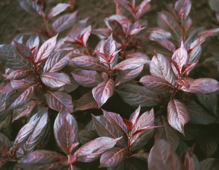 Weigela - Weigela florida 'Midnight Wine' from EC Browns Nursery