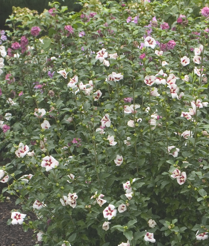 Lil' Kim® Rose - Hibiscus syriacus from EC Browns Nursery