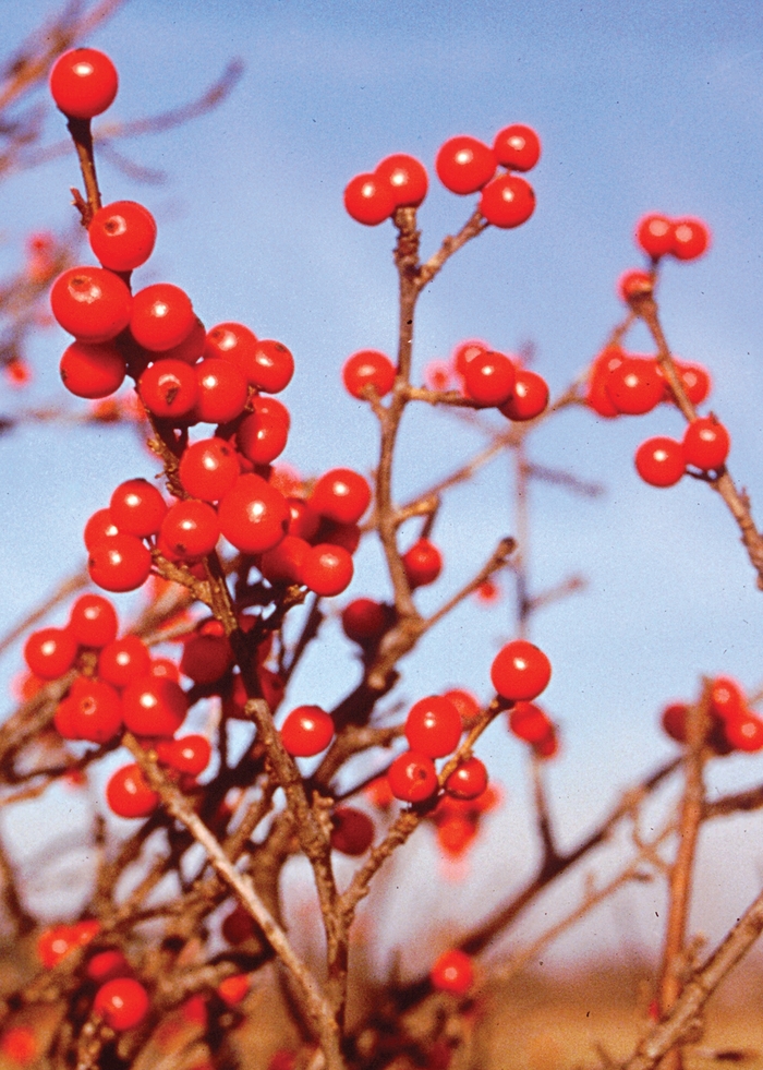 Berry Nice&reg; - Ilex verticillata from EC Browns Nursery
