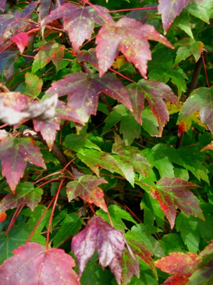 'Northwood' Red Maple - Acer rubrum 'Northwood' from EC Browns Nursery
