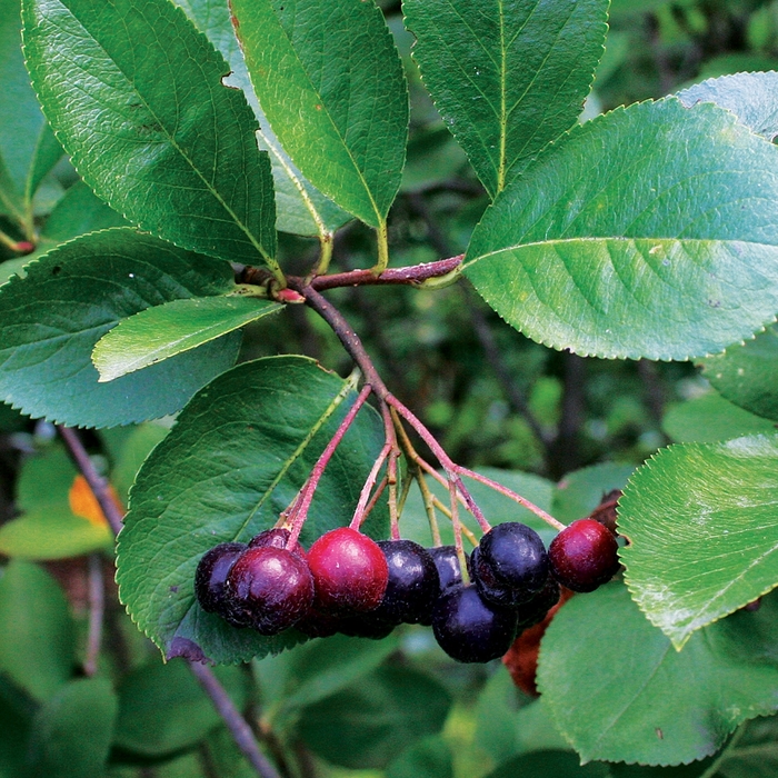 Glossy Black Chokeberry - Aronia melanocarpa elata from EC Browns Nursery