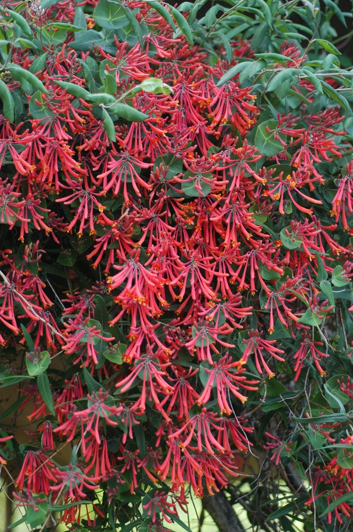 Major Wheeler - Lonicera sempervirens 'Major Wheeler' from EC Browns Nursery