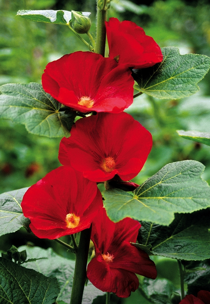 Hollyhock - Alcea rosea 'Mars Magic' from EC Browns Nursery