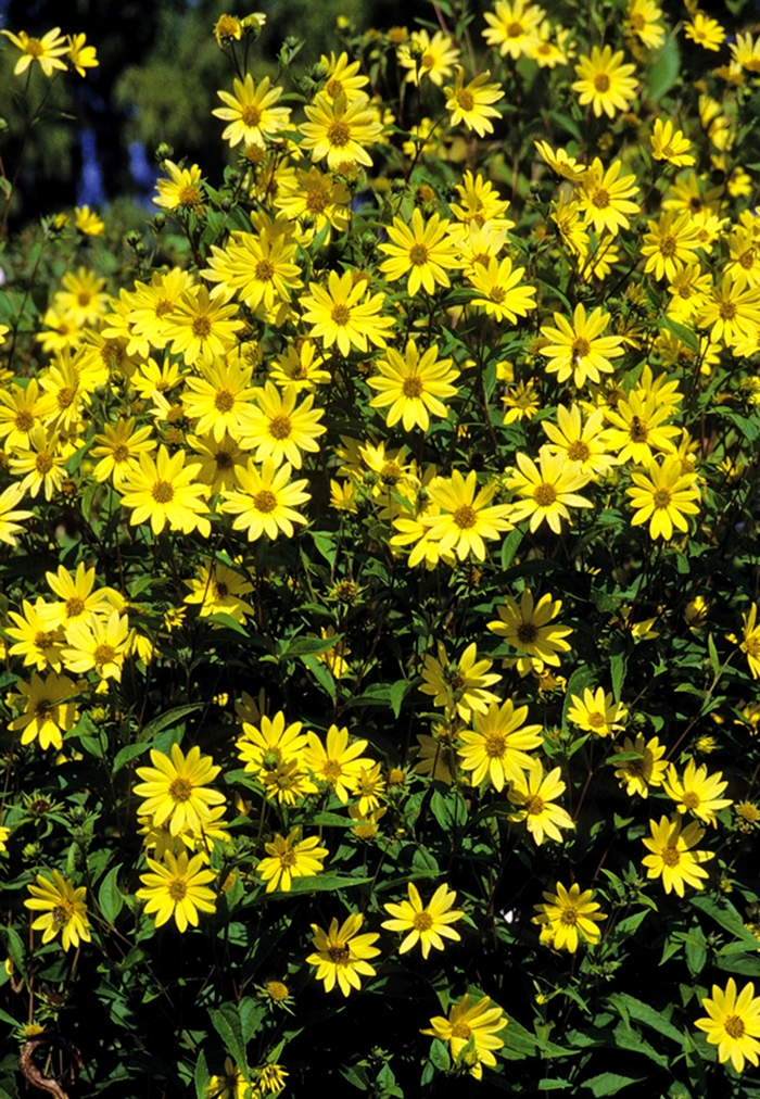 Perennial Sunflower - Helianthus 'Lemon Queen' from EC Browns Nursery