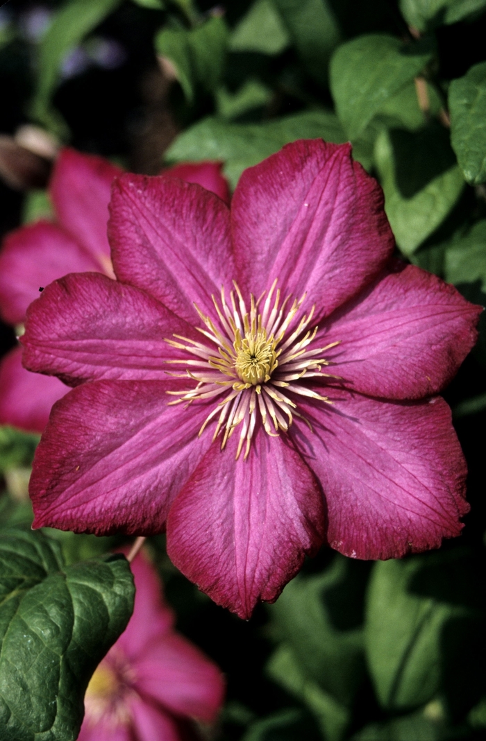 Ville de Lyon Clematis - Clematis 'Ville de Lyon' from EC Browns Nursery